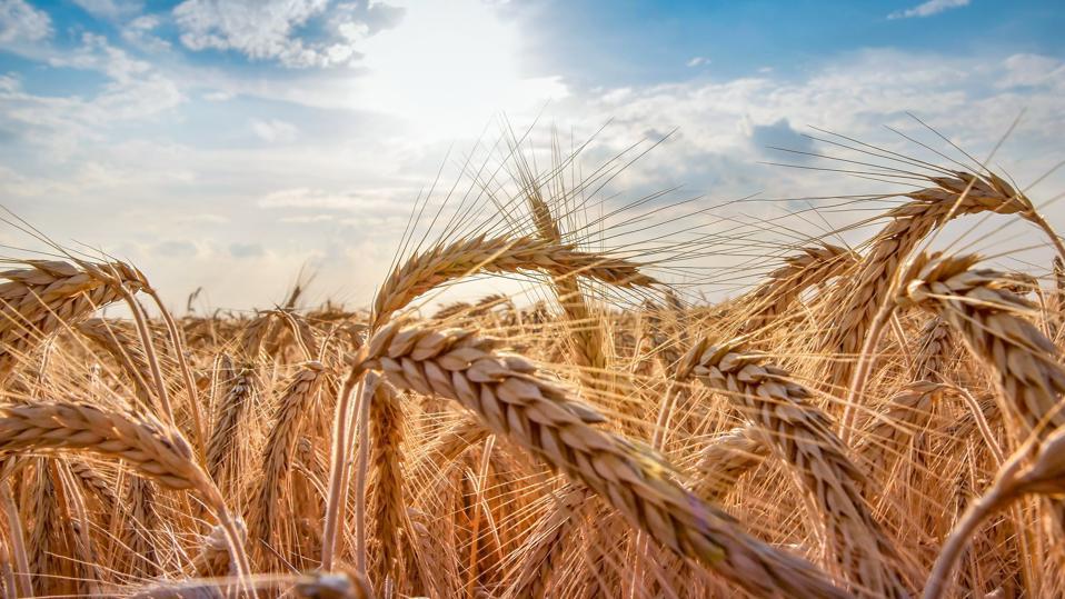 8 Best Commodity ETFs Of 2023