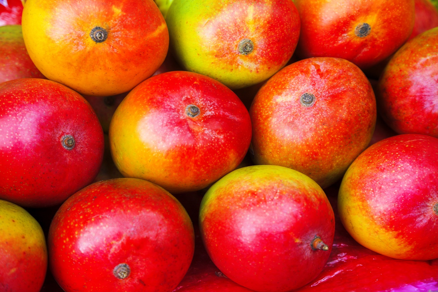 Dominican Republic mango exports to the U.S. surpassed Haiti&rsquo;s in 2022