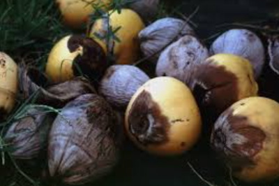 Lethal yellowing disease confirmed in Dominica